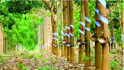 印度2022財(cái)年的天然橡膠產(chǎn)量預(yù)估