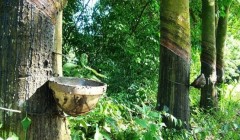 橡膠技術(shù)網(wǎng)：特種橡膠有哪些？