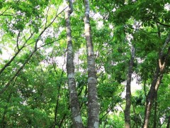 印度天然橡膠價(jià)格創(chuàng)新高，全球市場(chǎng)變動(dòng)引關(guān)注
